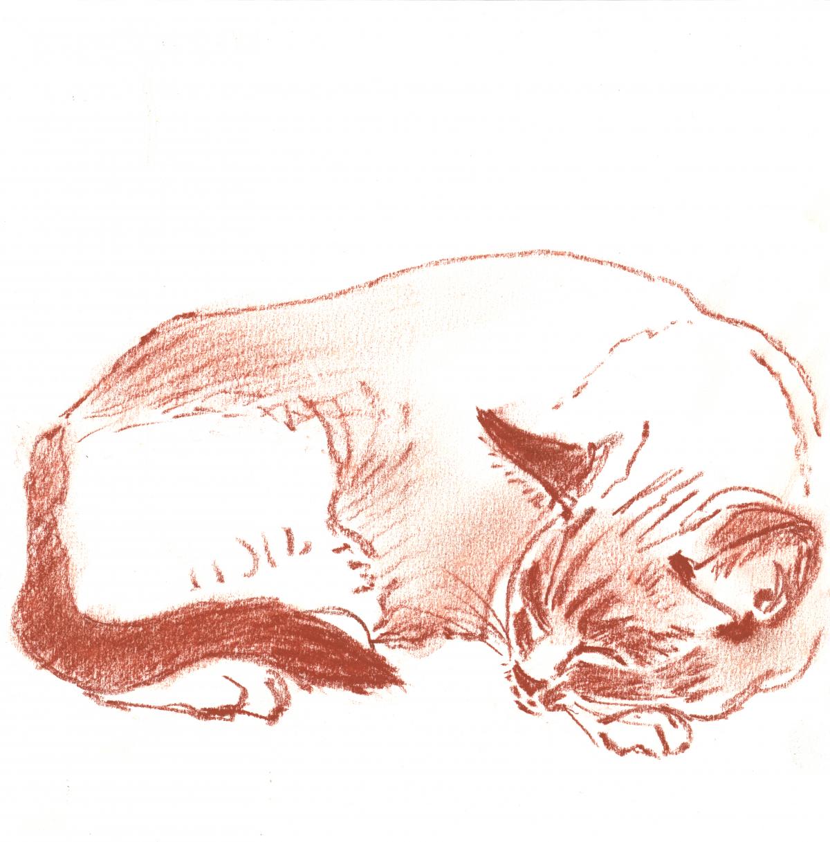 Bootsie- Chalky - drawing of a cat sleeping by Frank Costantino