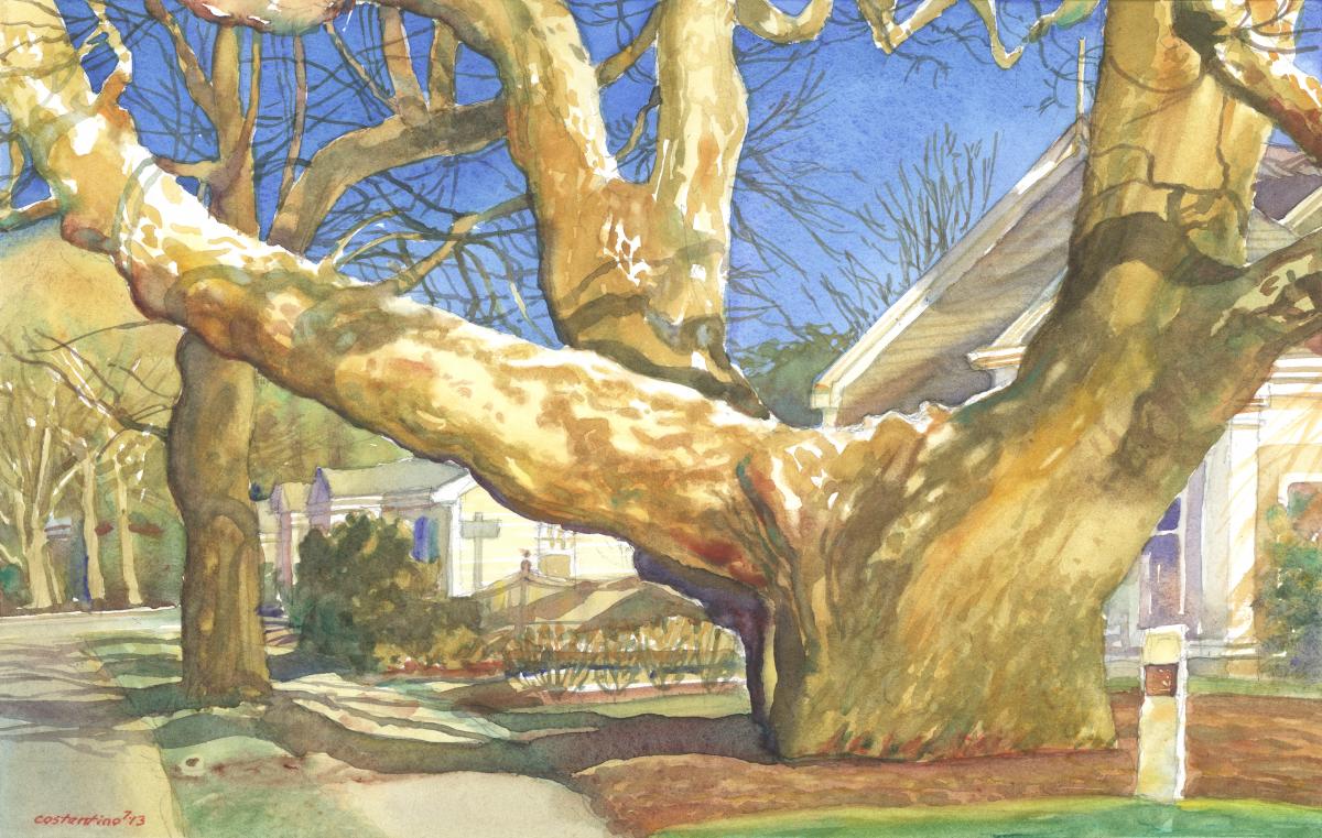 Buttonwood Icon- The Girth of Growth - en plein air watercolor painting of an iconic tree by Frank Costantino