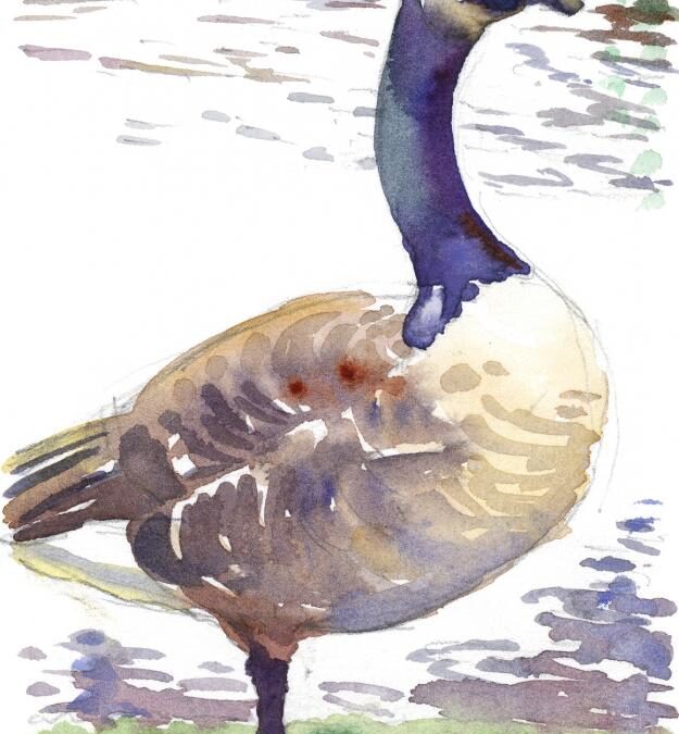 Canada’s Goose