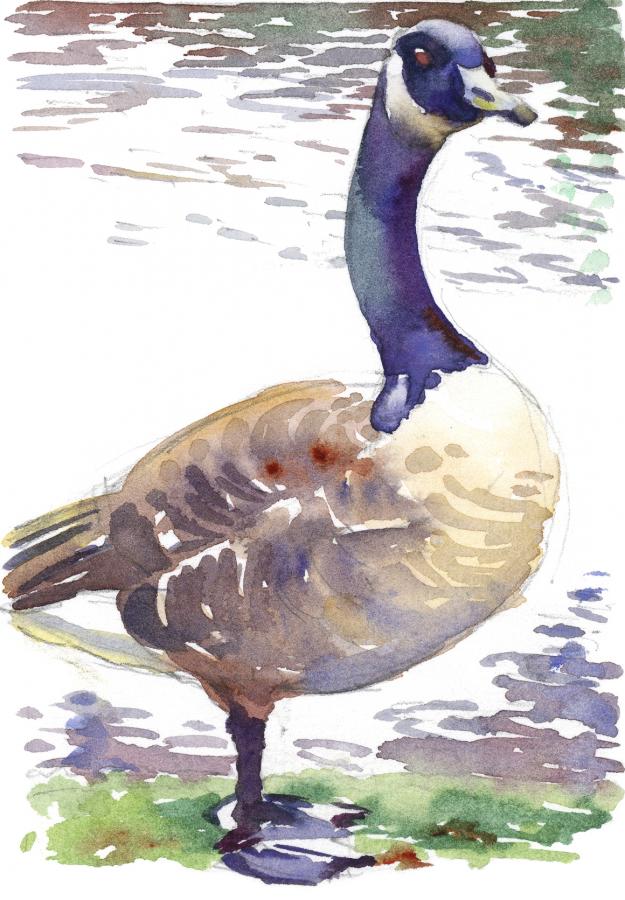 Canada's Goose - watercolor painting of Canadian Goose by Frank Costantino