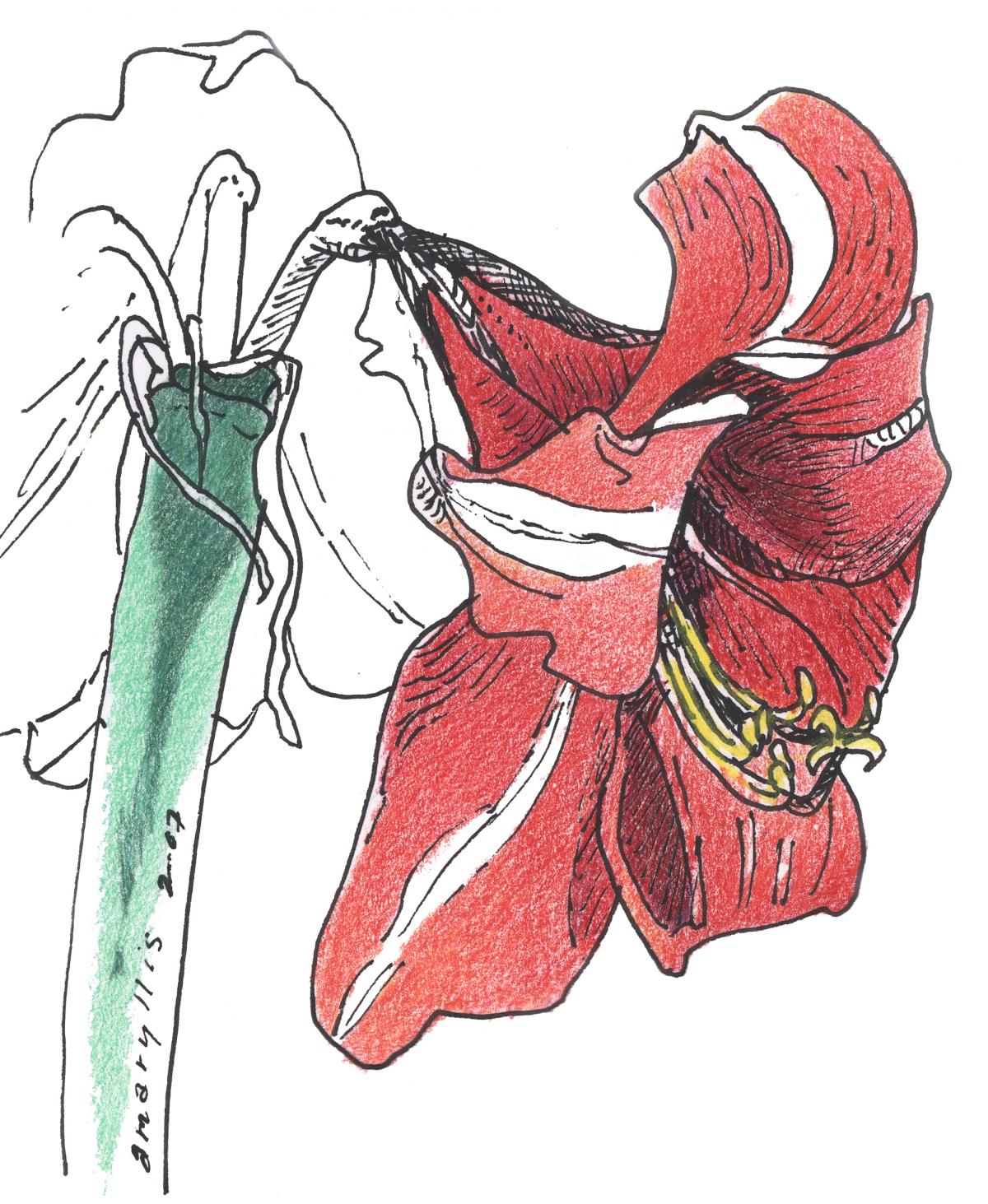 Christmas Amaryllis - color pen and ink drawing by Frank Costantino