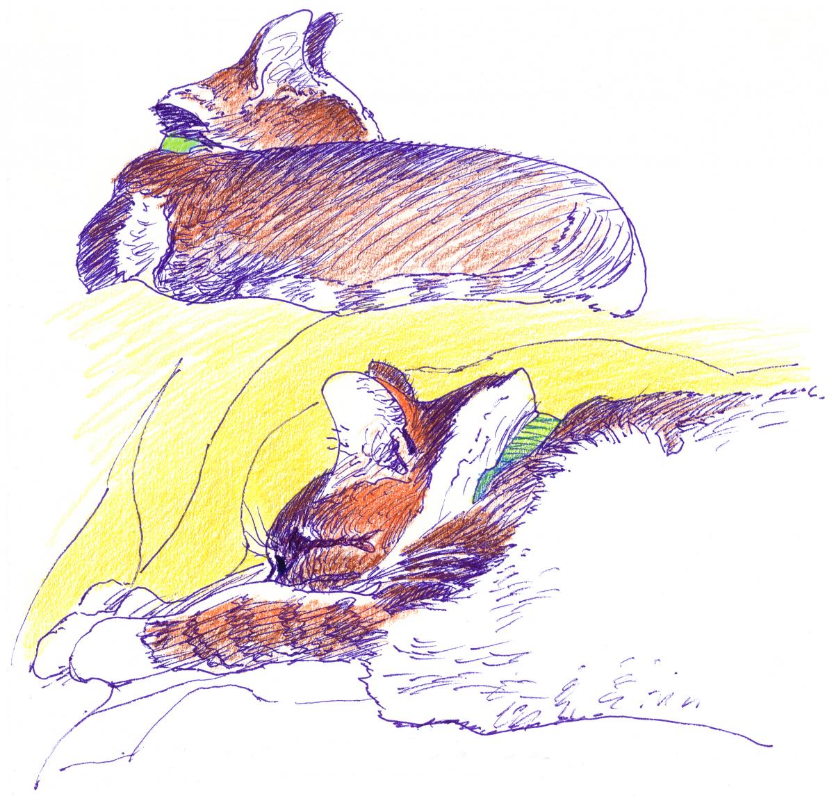 Feline Lie-In - color drawing of cats by Frank Costantino