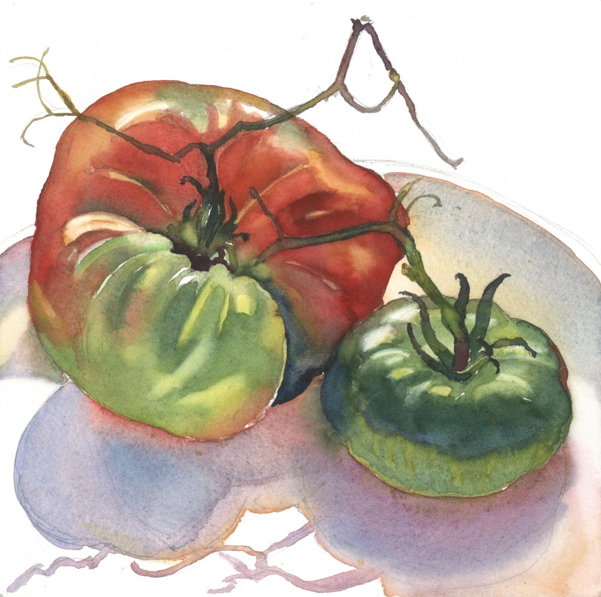 Season's Last Tomatoes - watercolor still life painting by Frank Costantino