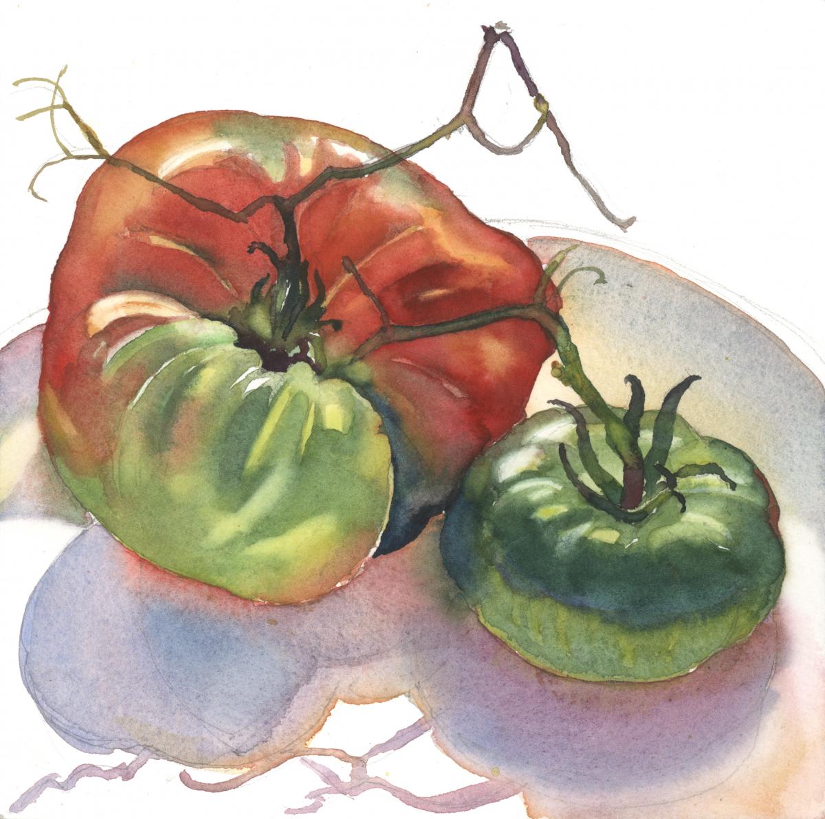 Season’s Last Tomatoes – watercolor still life painting by Frank Costantino Season's Last Tomatoes - watercolor still life painting by Frank Costantino