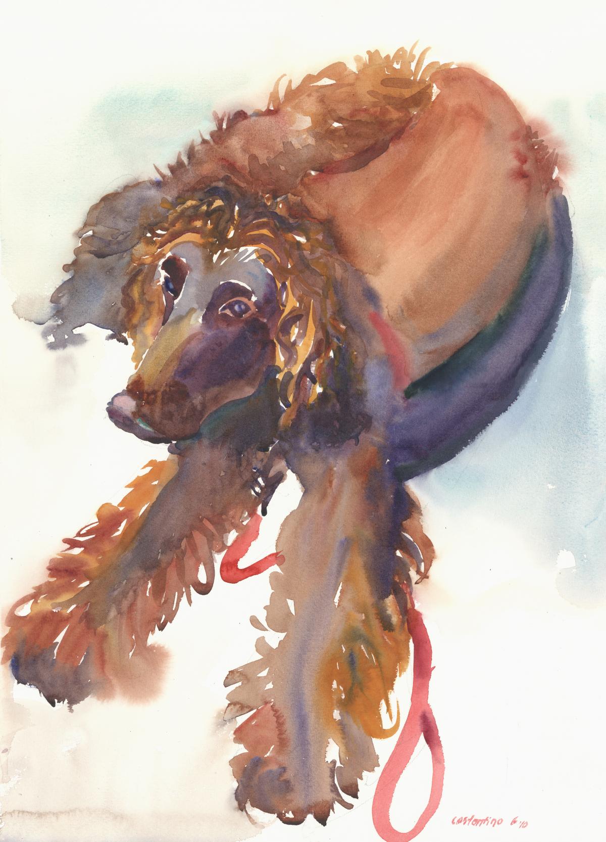 Studied Response – Roxcy’s Hooper – watercolor painting of dog by Frank Costantino Studied Response - Roxcy's Hooper - watercolor painting of dog by Frank Costantino