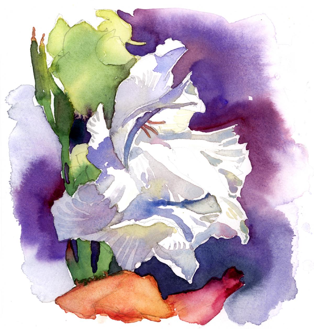 White Gladiolus - watercolor floral painting by Frank Costantino